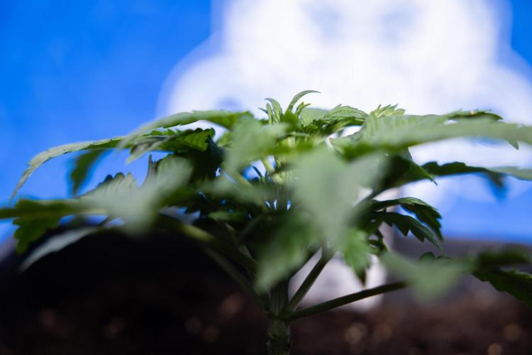 Monster Dwarf I Auto - Zamnesia x B&B. Week 2 - Monster Dwarf I - DAY 16 - VEG - No Techniques