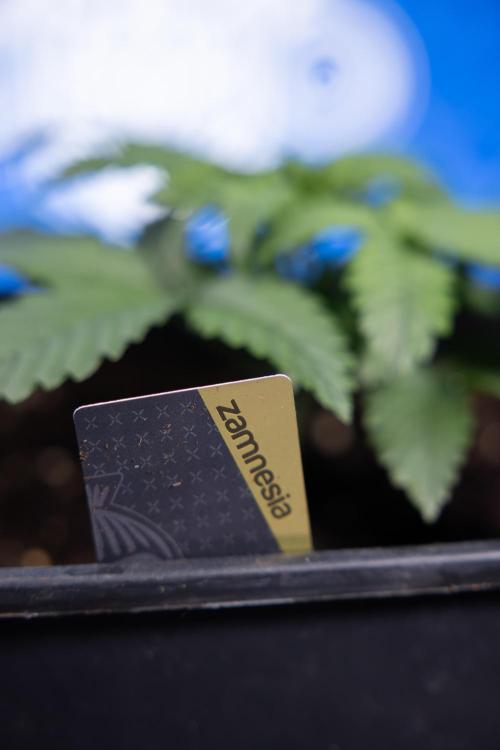 Monster Dwarf I Auto - Zamnesia x B&B. Week 2 - Monster Dwarf I - DAY 16 - VEG - No Techniques