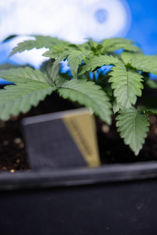 Monster Dwarf I Auto - Zamnesia x B&B. Week 2 - Monster Dwarf I - DAY 16 - VEG - No Techniques