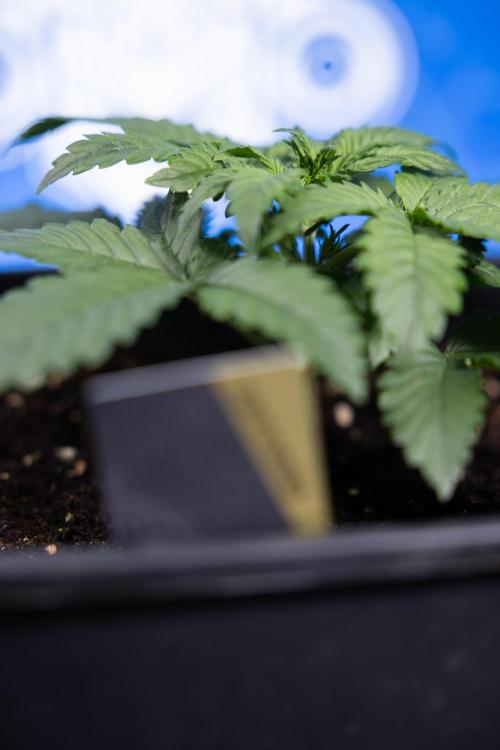 Monster Dwarf I Auto - Zamnesia x B&B. Week 2 - Monster Dwarf I - DAY 16 - VEG - No Techniques