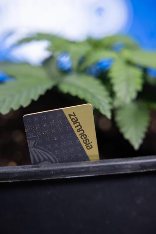 Monster Dwarf I Auto - Zamnesia x B&B. Week 2 - Monster Dwarf I - DAY 16 - VEG - No Techniques