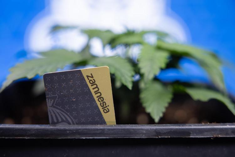 Monster Dwarf I Auto - Zamnesia x B&B. Week 2 - Monster Dwarf I - DAY 16 - VEG - No Techniques