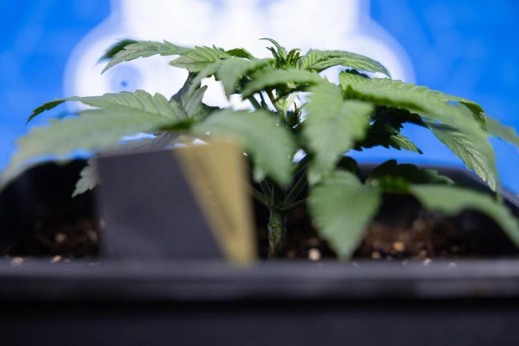 Monster Dwarf I Auto - Zamnesia x B&B. Week 2 - Monster Dwarf I - DAY 16 - VEG - No Techniques