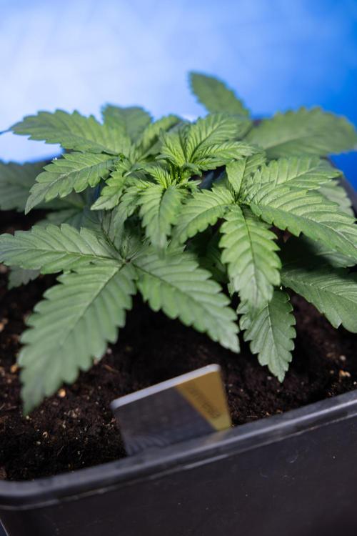 Monster Dwarf I Auto - Zamnesia x B&B. Week 2 - Monster Dwarf I - DAY 16 - VEG - No Techniques