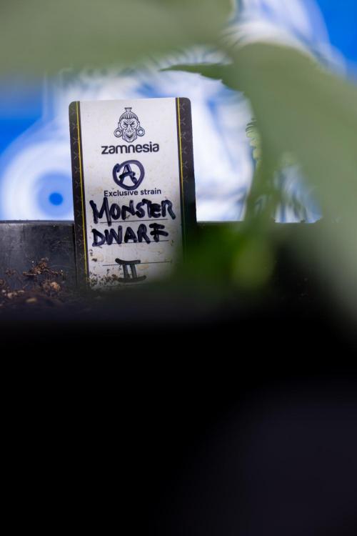 Monster Dwarf II Auto - Zamnesia x B&B. Week 2 - Monster Dwarf II - VEG - Day 16 - LST