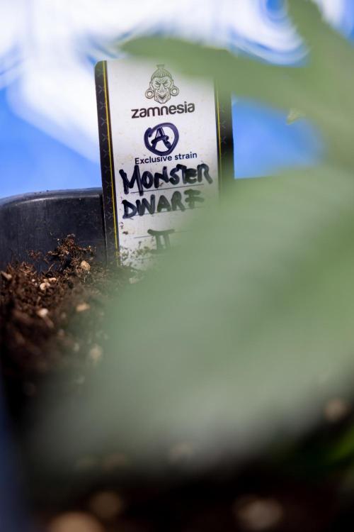 Monster Dwarf II Auto - Zamnesia x B&B. Week 2 - Monster Dwarf II - VEG - Day 16 - LST