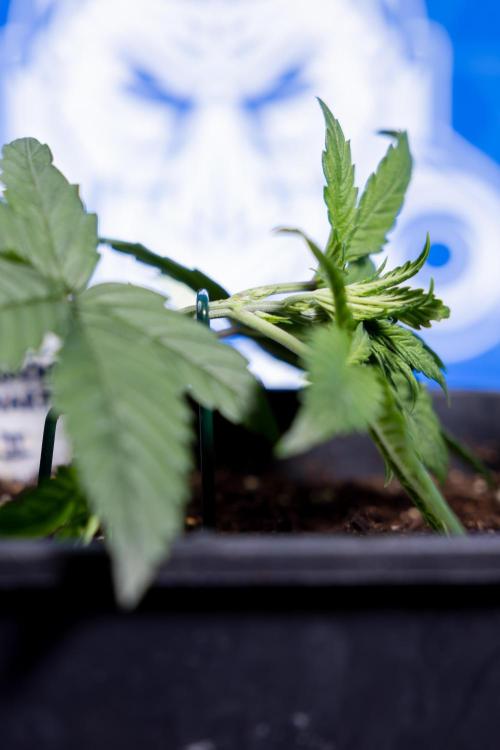 Monster Dwarf II Auto - Zamnesia x B&B. Week 2 - Monster Dwarf II - VEG - Day 16 - LST