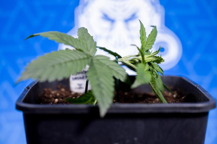 Monster Dwarf II Auto - Zamnesia x B&B. Week 2 - Monster Dwarf II - VEG - Day 16 - LST