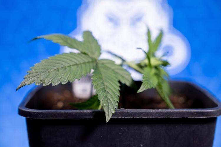 Monster Dwarf II Auto - Zamnesia x B&B. Week 2 - Monster Dwarf II - VEG - Day 16 - LST