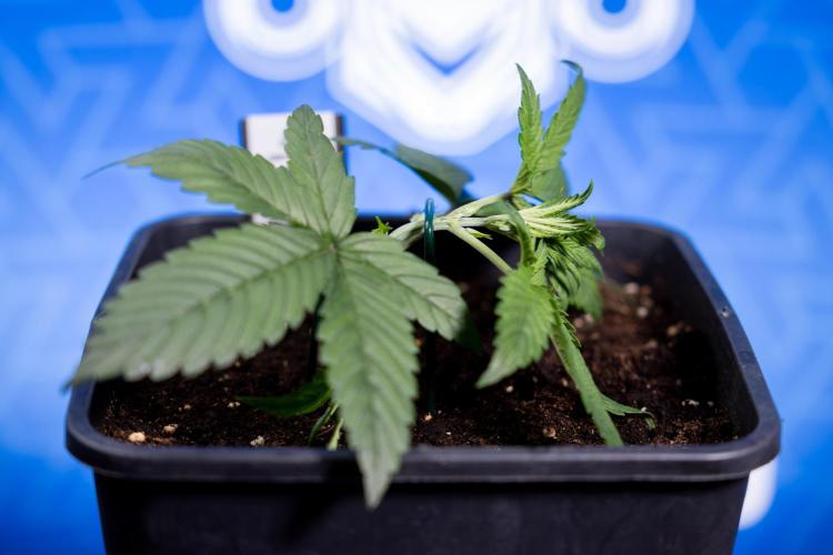 Monster Dwarf II Auto - Zamnesia x B&B. Week 2 - Monster Dwarf II - VEG - Day 16 - LST