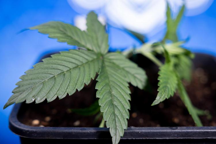 Monster Dwarf II Auto - Zamnesia x B&B. Week 2 - Monster Dwarf II - VEG - Day 16 - LST