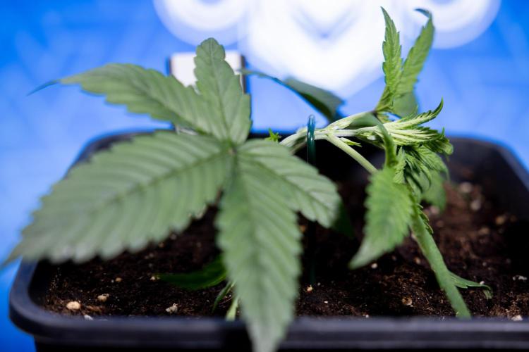 Monster Dwarf II Auto - Zamnesia x B&B. Week 2 - Monster Dwarf II - VEG - Day 16 - LST