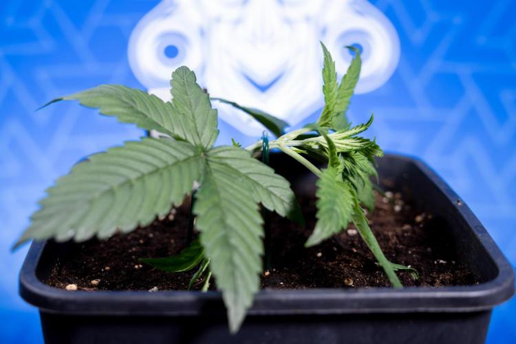 Monster Dwarf II Auto - Zamnesia x B&B. Week 2 - Monster Dwarf II - VEG - Day 16 - LST