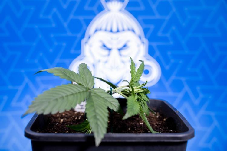 Monster Dwarf II Auto - Zamnesia x B&B. Week 2 - Monster Dwarf II - VEG - Day 16 - LST