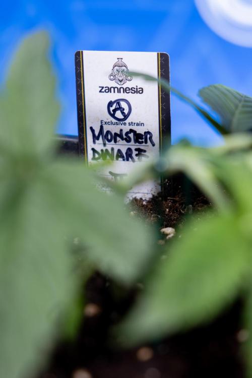 Monster Dwarf II Auto - Zamnesia x B&B. Week 2 - Monster Dwarf II - VEG - Day 16 - LST