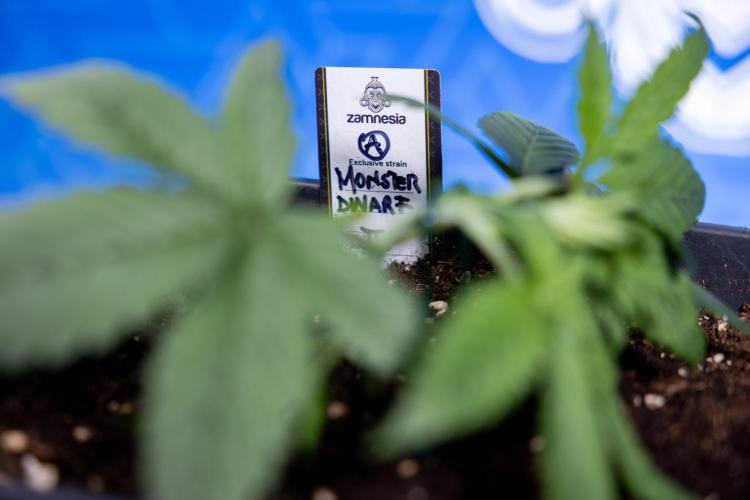 Monster Dwarf II Auto - Zamnesia x B&B. Week 2 - Monster Dwarf II - VEG - Day 16 - LST