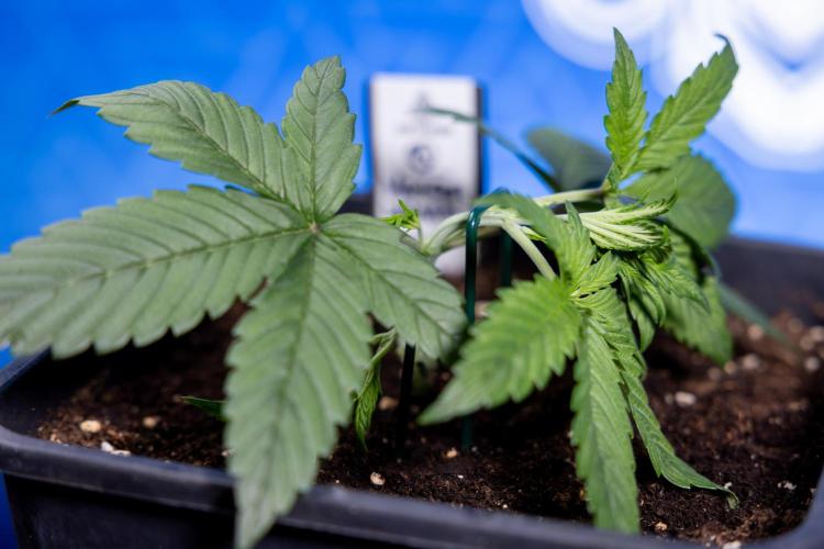 Monster Dwarf II Auto - Zamnesia x B&B. Week 2 - Monster Dwarf II - VEG - Day 16 - LST