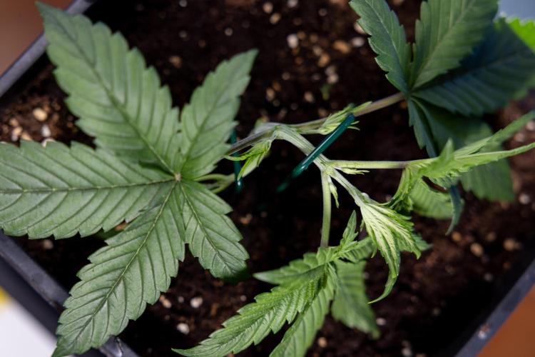 Monster Dwarf II Auto - Zamnesia x B&B. Week 2 - Monster Dwarf II - VEG - Day 16 - LST