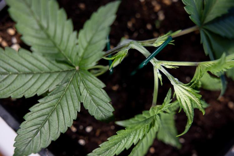 Monster Dwarf II Auto - Zamnesia x B&B. Week 2 - Monster Dwarf II - VEG - Day 16 - LST