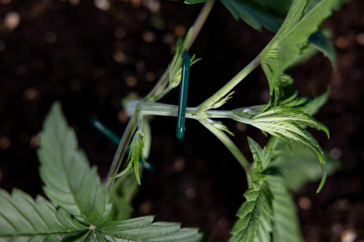 Monster Dwarf II Auto - Zamnesia x B&B. Week 2 - Monster Dwarf II - VEG - Day 16 - LST