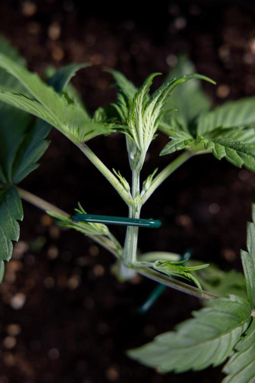 Monster Dwarf II Auto - Zamnesia x B&B. Week 2 - Monster Dwarf II - VEG - Day 16 - LST