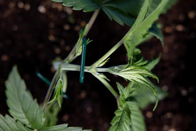 Monster Dwarf II Auto - Zamnesia x B&B. Week 2 - Monster Dwarf II - VEG - Day 16 - LST