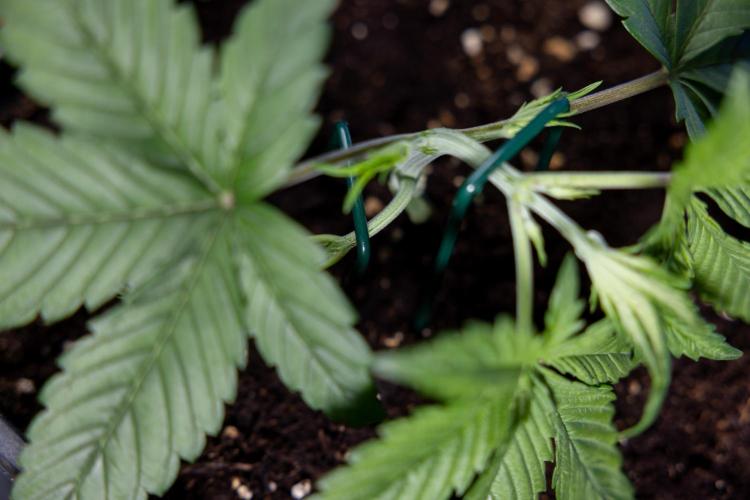 Monster Dwarf II Auto - Zamnesia x B&B. Week 2 - Monster Dwarf II - VEG - Day 16 - LST