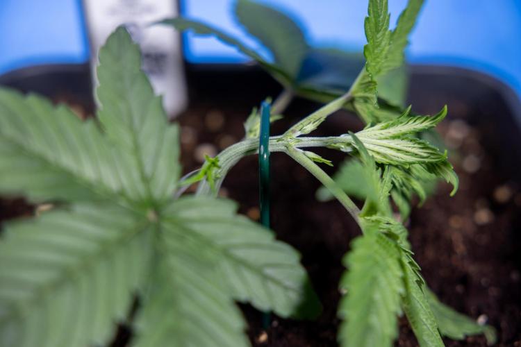 Monster Dwarf II Auto - Zamnesia x B&B. Week 2 - Monster Dwarf II - VEG - Day 16 - LST