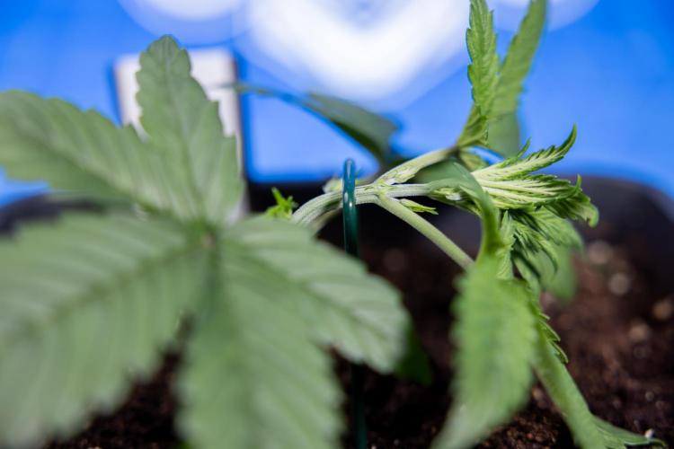 Monster Dwarf II Auto - Zamnesia x B&B. Week 2 - Monster Dwarf II - VEG - Day 16 - LST