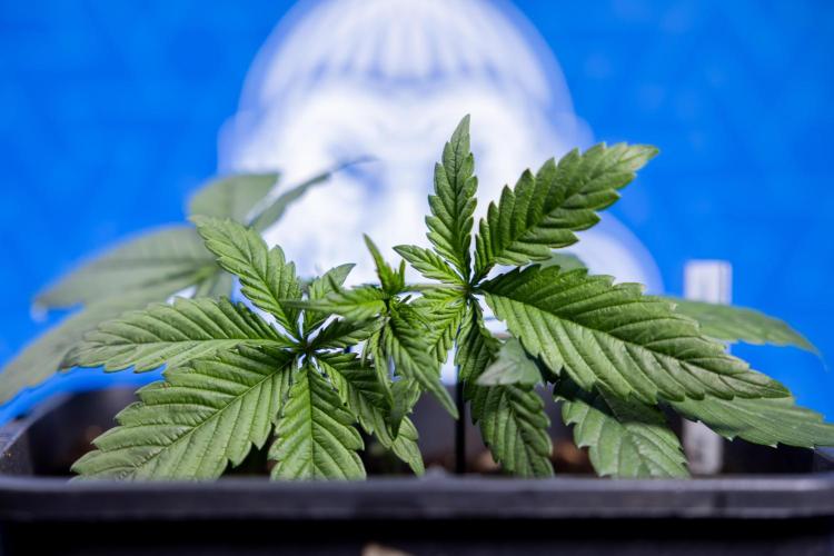 Monster Dwarf II Auto - Zamnesia x B&B. Week 2 - Monster Dwarf II - VEG - Day 16 - LST