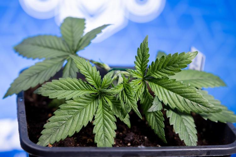 Monster Dwarf II Auto - Zamnesia x B&B. Week 2 - Monster Dwarf II - VEG - Day 16 - LST