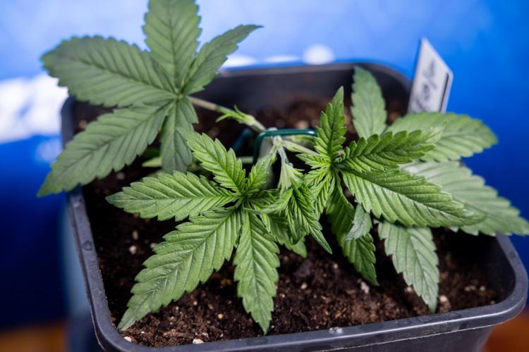 Monster Dwarf II Auto - Zamnesia x B&B. Week 2 - Monster Dwarf II - VEG - Day 16 - LST