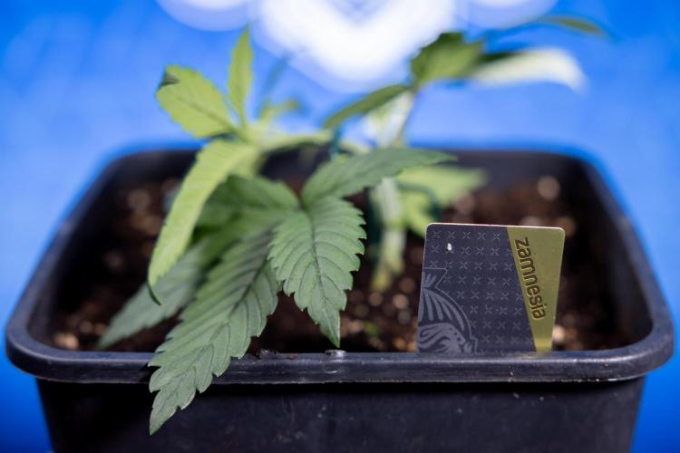 Monster Dwarf II Auto - Zamnesia x B&B. Week 2 - Monster Dwarf II - VEG - Day 16 - LST