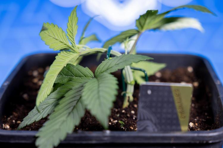 Monster Dwarf II Auto - Zamnesia x B&B. Week 2