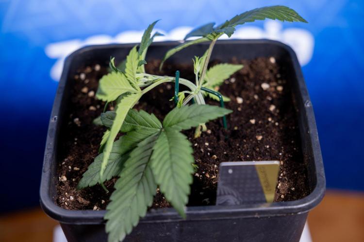 Monster Dwarf II Auto - Zamnesia x B&B. Week 2