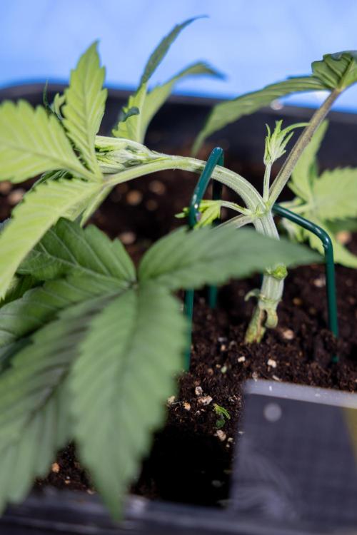 Monster Dwarf II Auto - Zamnesia x B&B. Week 2