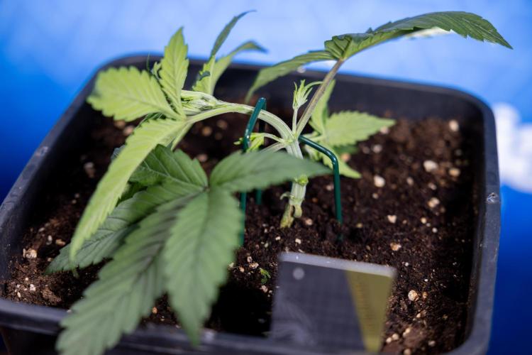 Monster Dwarf II Auto - Zamnesia x B&B. Week 2