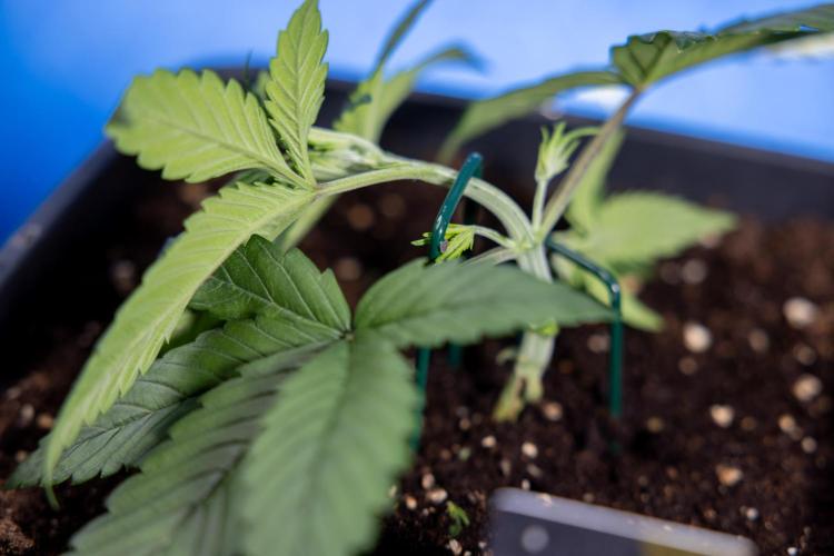 Monster Dwarf II Auto - Zamnesia x B&B. Week 2