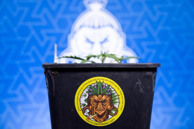 Karen Kush Auto I - Zamnesia x B&B. Week 1