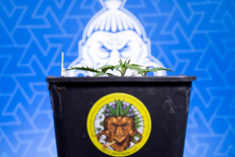 Karen Kush Auto I - Zamnesia x B&B. Week 1