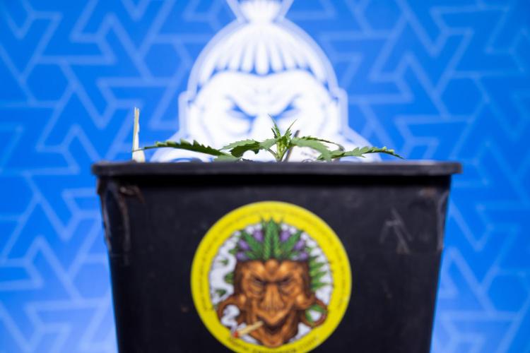 Karen Kush Auto I - Zamnesia x B&B. Week 1 - Karen Kush 1 - Day 9 - Veg - No Techniques