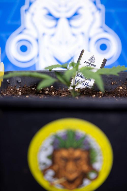 Karen Kush Auto I - Zamnesia x B&B. Week 1 - Karen Kush 1 - Day 9 - Veg - No Techniques