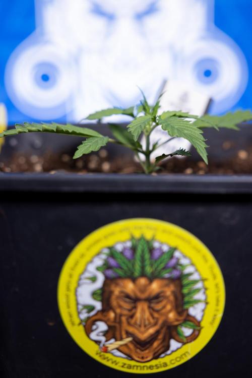 Karen Kush Auto I - Zamnesia x B&B. Week 1 - Karen Kush 1 - Day 9 - Veg - No Techniques