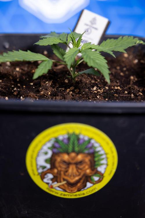 Karen Kush Auto I - Zamnesia x B&B. Week 1 - Karen Kush 1 - Day 9 - Veg - No Techniques