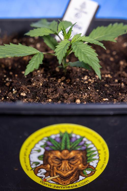 Karen Kush Auto I - Zamnesia x B&B. Week 1 - Karen Kush 1 - Day 9 - Veg - No Techniques