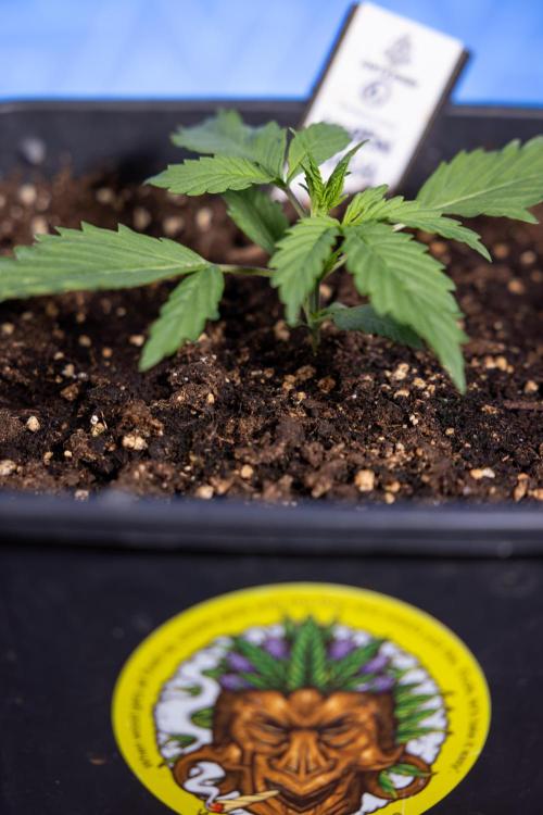 Karen Kush Auto I - Zamnesia x B&B. Week 1 - Karen Kush 1 - Day 9 - Veg - No Techniques