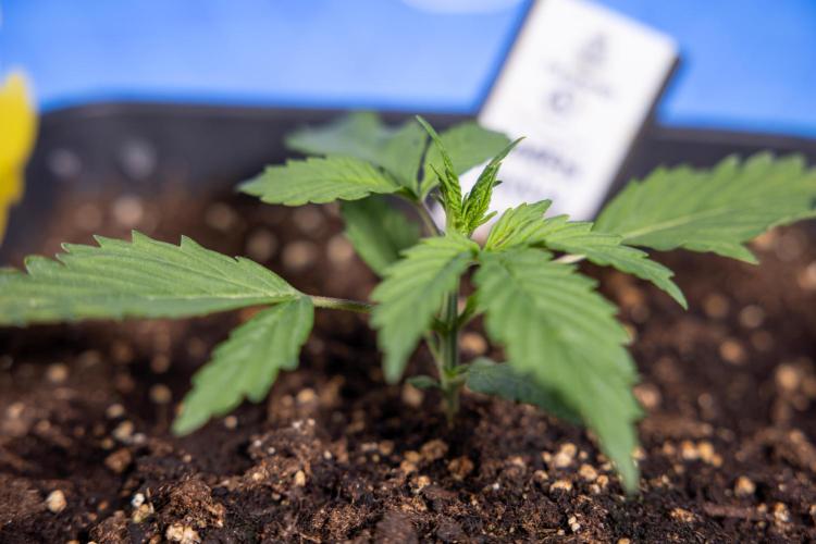 Karen Kush Auto I - Zamnesia x B&B. Week 1 - Karen Kush 1 - Day 9 - Veg - No Techniques