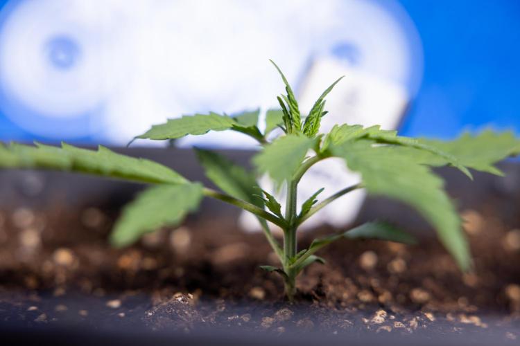 Karen Kush Auto I - Zamnesia x B&B. Week 1 - Karen Kush 1 - Day 9 - Veg - No Techniques