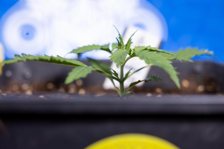 Karen Kush Auto I - Zamnesia x B&B. Week 1 - Karen Kush 1 - Day 9 - Veg - No Techniques