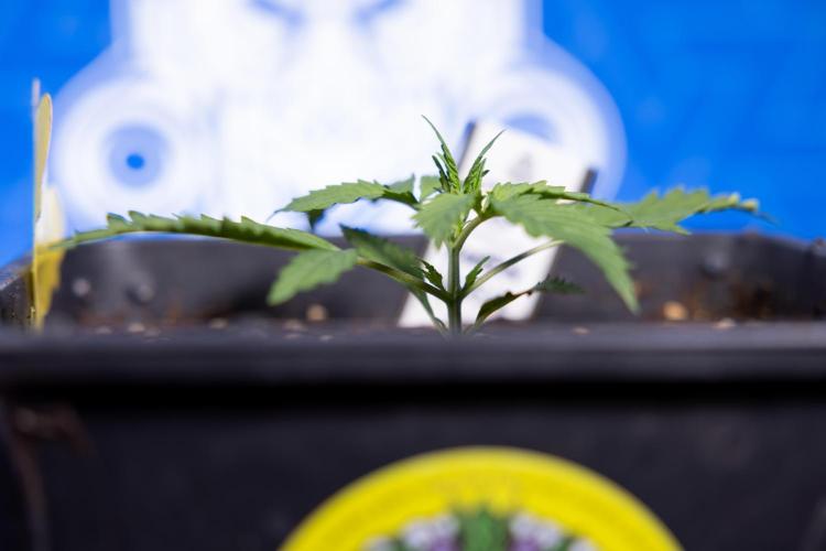 Karen Kush Auto I - Zamnesia x B&B. Week 1 - Karen Kush 1 - Day 9 - Veg - No Techniques